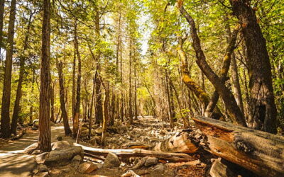 Futuro Verde: il Cluster Legno Italiano e la Strategia Forestale