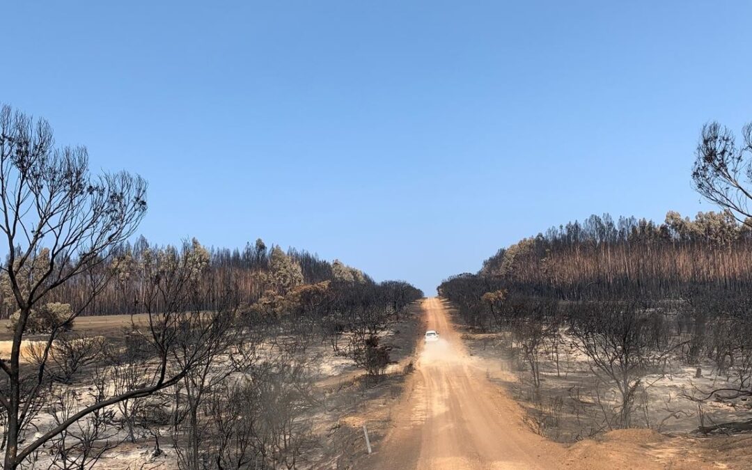 Un progetto sul biochar potrebbe aiutare a salvare 12 milioni di alberi