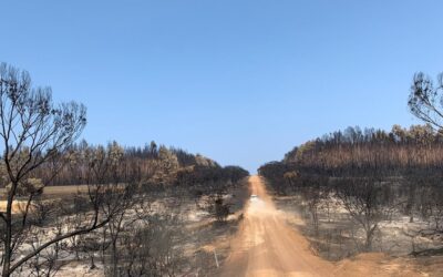 Un progetto sul biochar potrebbe aiutare a salvare 12 milioni di alberi