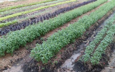 Orto sinergico: come creare un ecosistema autosufficiente