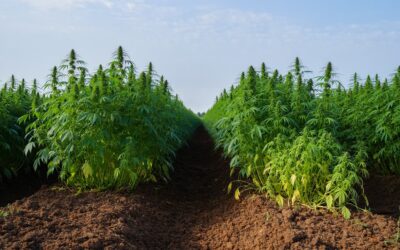 Biochar nella coltivazione di canapa