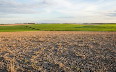 10 Errori Comuni che Stanno Uccidendo la Fertilità del Tuo Terreno (e Come Risolverli)